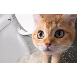 Catlink Scooper Pro Ultra inteligentna samoczyszcząca kuweta kamera AI WiFi