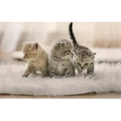 Petoneer PF007 Nutri Vision Inteligetny dozownik karmy z kamerą