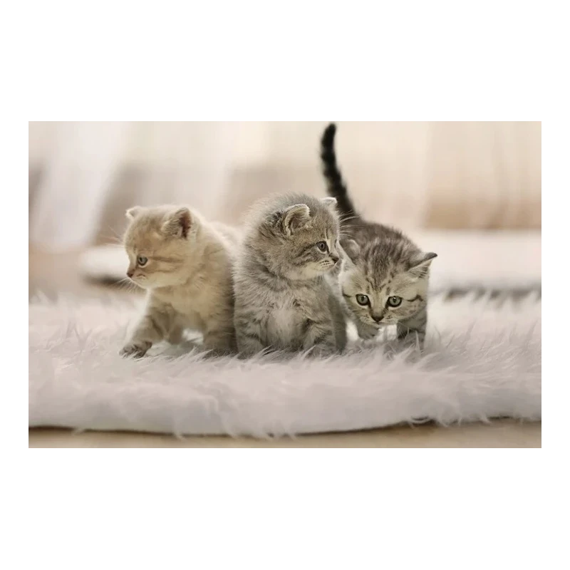 Inteligetny dozownik karmy z kamerą Petoneer PF007 Nutri Vision