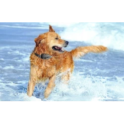 Rojeco PD521 Zestaw obroży antyszczekowych z pilotem 1000m (czarny)