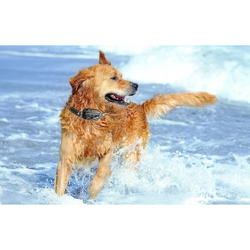 Zestaw obroży antyszczekowych z pilotem Rojeco PD521 1000m (czarny)