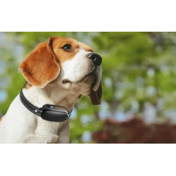 Rojeco PD521 Zestaw obroży antyszczekowych z pilotem 1000m (czarny)