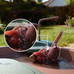 Birdfy Birdbath Jolly V - wanienka dla ptaków z kamerą 1080p HD 60 fps IP66